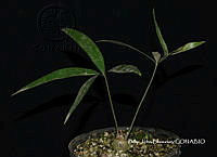 PJB ME014 223 Zamia paucijuga.JPG