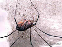 LASL0103 Leiobunum sp..jpg