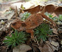 YHZG01 Phrynosoma orbiculare.jpg