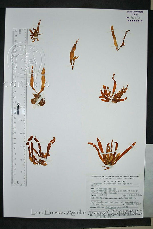 LEAR009%20Colpomenia%20phaeodactyla.jpg.jCf0tPj0MU2JyftfQA3g0JtbmFja29CbnFuZ3NAbXJ6LGtwZwA.xgbyQ9EQDy