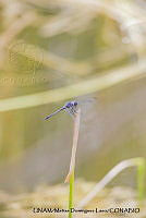 PJ016 0598 Dythemis nigrescens.JPG