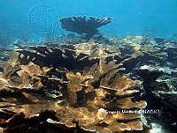 PMC0081 Acropora palmata.JPG