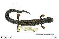 ME006 herp SCLC 0275 Bolitoglossa flaviventris - (Schmidt, 1936).jpg