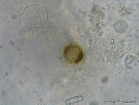LCR0035 Trachelomona sp..jpg