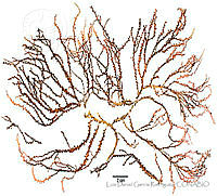 LDGR033 Tacanoosca uncinata.jpg