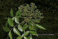 Ayotox 0677 Zanthoxylum acuminatum subsp. juniperinum.jpg