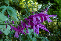 ME010 KV 02533 Salvia purpurea Cav., 1793.JPG