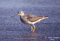 GRC0048 Tringa melanoleuca.jpg