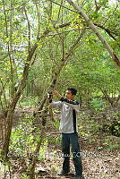 FN005 5 171 Laguncularia racemosa.jpg