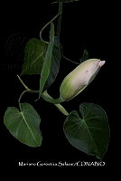 Ayotox 1911 Philodendron hederaceum.jpg