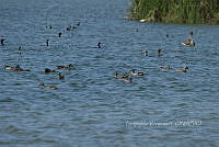 HJ6- 1739- Anas discors, Pelecanus occidentalis.jpg