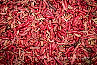 GHM001 Comadia redtenbacheri.jpg