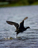 Carlos Eduardo Rubio (Fulica americana).jpg