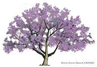 RAA0096 Jacaranda mimosifolia.jpg