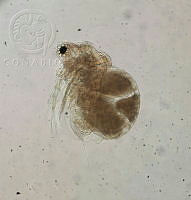HE009 R 0154 Moina micrura.jpg