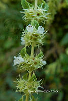 ME010 KV 02547 Asterohyptis stellulata (Benth.) Epling, 1932.JPG