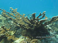 NE018 0401 Acropora palmata.jpg