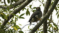 AAKVDH 0334 Buteo plagiatus.JPG