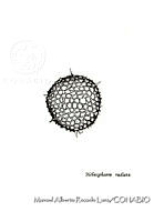 MARL0337 Heliosphaera radiata.jpg