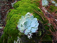 MCS030 Echeveria secunda.jpg