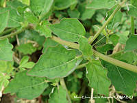 MEGA 0643 Boerhavia coccinea.JPG