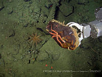 IFREMER-ICMyL-UNAM 0024 Brisinga sp. Lophaster sp..jpg
