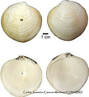 KT014 0242 Cyclinella subquadrata.JPG