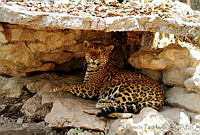 EGP0063 Panthera onca.jpg