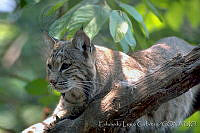 ELC0100 Lynx rufus.jpg