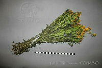 RBB0437 Tagetes lucida.jpg