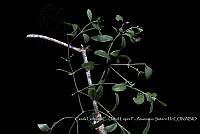 Atleq 0461 Phoradendron quadrangulare.jpg