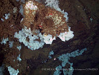 IFREMER-ICMyL-UNAM 0008 Farrea occa.jpg