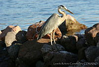LRCP0063 Ardea herodias.jpg