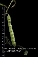 Atleq 0186 Pachyrhizus erosus.jpg