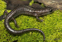 ECA0036 Chiropterotriton orculus.jpg