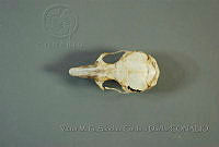 VMS-CD0216 Peromyscus gratus.JPG