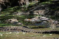 JCAD 007 Crocodylus moreletii.jpg