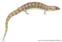 MAPM0970 Gerrhonotus parvus.jpg