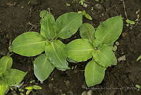 IMDOC3146 Tinantia erecta.JPG
