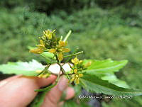 JF092 1250 Brassica juncea.jpg
