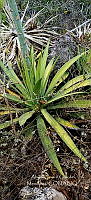 RG019 0110 Agave connvallis.jpg