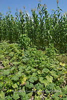 SG019 0290 Cucurbita, phaseolus y Zea mays.jpg