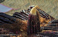 FBA0901 Zea mays.jpg