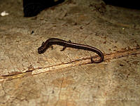 JLALyEPA0024 Thorius pennatulus.jpg
