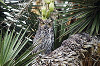 SEADLG02 Bubo virginianus.jpg