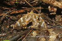 JCC0228 Lepidoptera.JPG