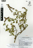 YPH3506 Salvia ballotiflora.jpg