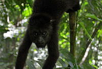 ACN01 Alouatta pigra.jpg