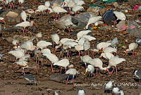 RIAA005 Eudocimus albus.jpg