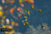 VNN6 019 Guacamayas y otoño.jpg
